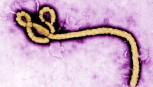 Ebolagerardbraud